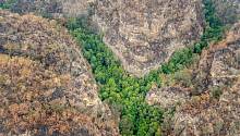 Уникальное «динозавровое дерево» удалось спасти от бушующих в Австралии пожаров