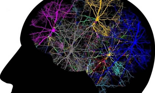 Ученые определили, какие нейронные пути связывают память и принятие решений