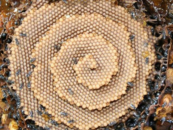Ученые определили математическую модель, по которой пчелы строят спиральные соты 