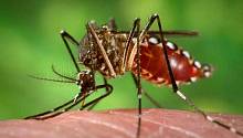Модифицированные комары сократили распространённость лихорадки денге в Индонезии