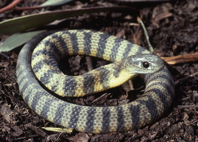 Урбанизация снижает генетическое разнообразие змей