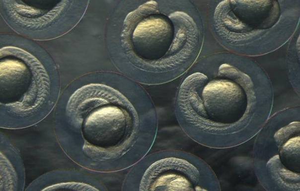 Учёные смогли впервые отключить ген в зародыше рыбы