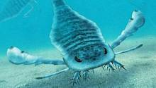 Древние океаны бороздили гигантские скорпены размером с человека и даже больше