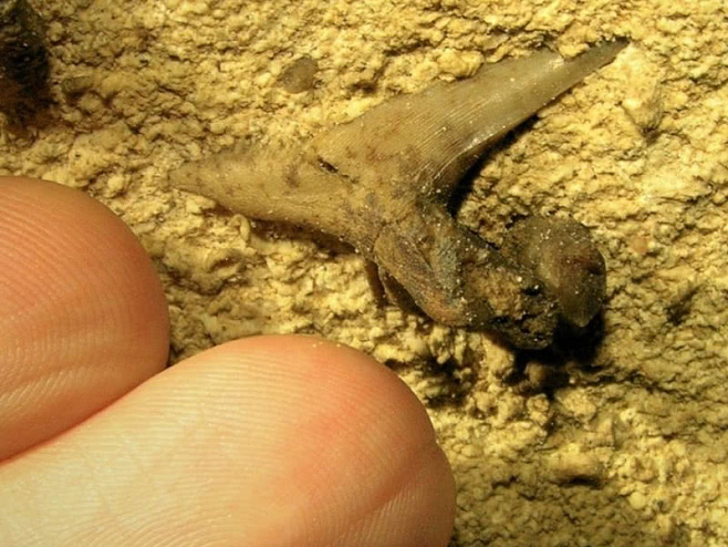 В пещере Кентукки обнаружена челюсть древней акулы