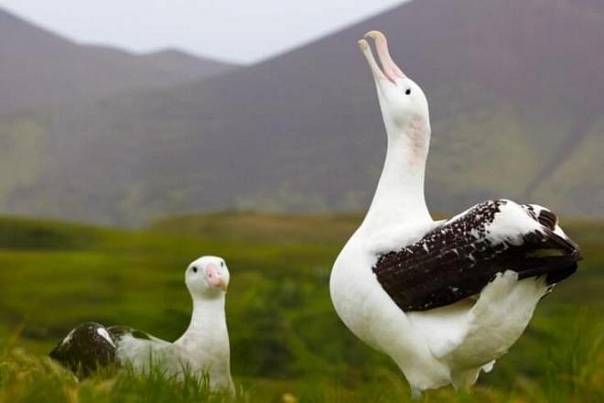 Поведение альбатросов является более зависимым от ветра, чем считалось ранее