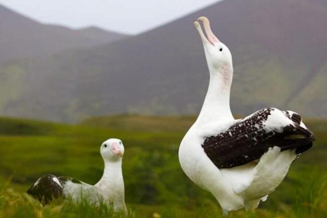 Поведение альбатросов является более зависимым от ветра, чем считалось ранее