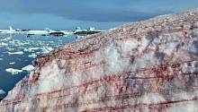 «Кровавый снег» Антарктики способствует глобальному изменению климата