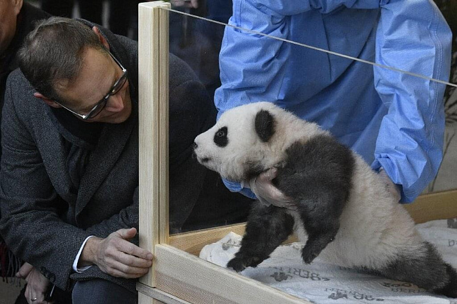 Берлинский зоопарк показал малышей панд-близнецов