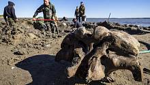 В Сибири был обнаружен хорошо сохранившийся скелет мамонта