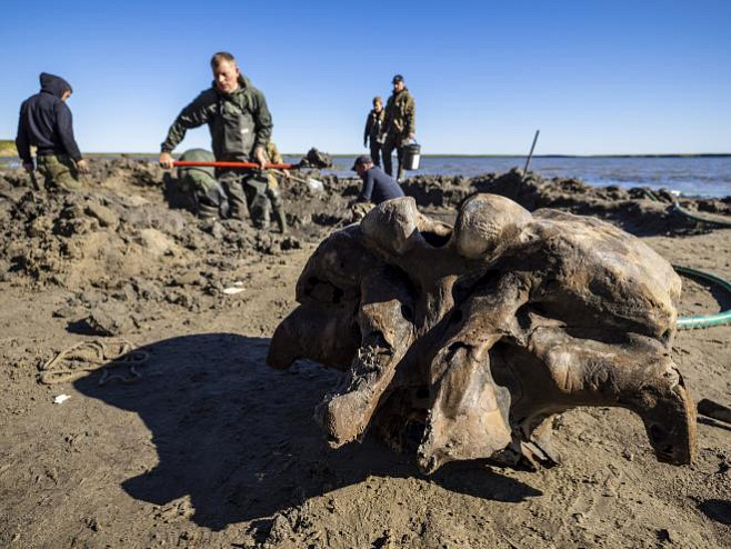 В Сибири был обнаружен хорошо сохранившийся скелет мамонта
