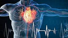 Митохондриальный белок станет новой целью лечения сердечной недостаточности