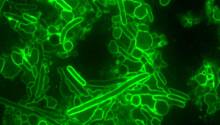 Ученые используют «отравленные наконечники» бактерий для разработки новых антибиотиков