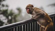 Бразильские учёные предложили вакцинировать обезьян для борьбы с пандемией
