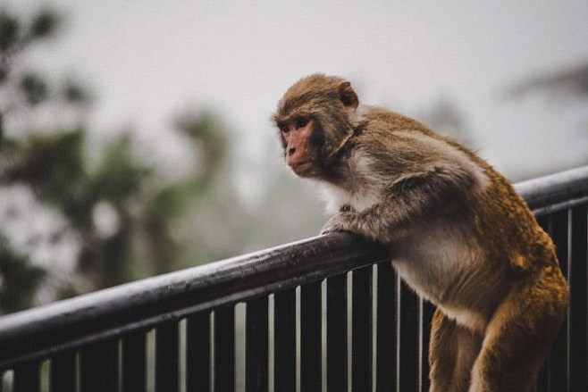 Бразильские учёные предложили вакцинировать обезьян для борьбы с пандемией