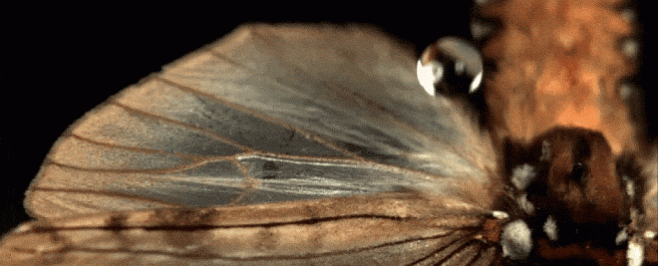 Крылья бабочки имеют невидимые структуры, которые разрезают капли дождя