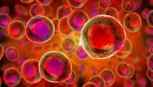 ИИ будет выбирать пригодные для терапии стволовые клетки