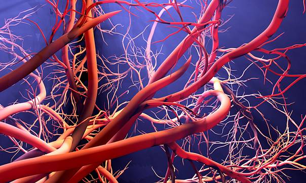 3D-визуализация поможет рассмотреть кровеносные сосуды во всех нюансах