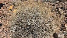 Пустынные растения в Долине Смерти адаптируются к глобальному потеплению
