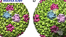 Ученые ЮФУ изучают факторы, влияющие на форму вирусов