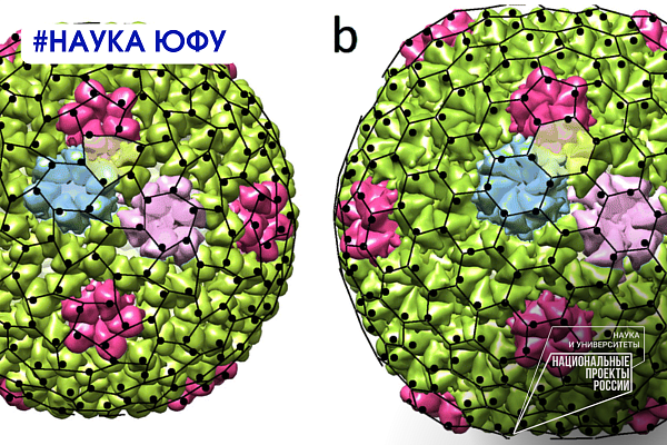 Ученые ЮФУ изучают факторы, влияющие на форму вирусов