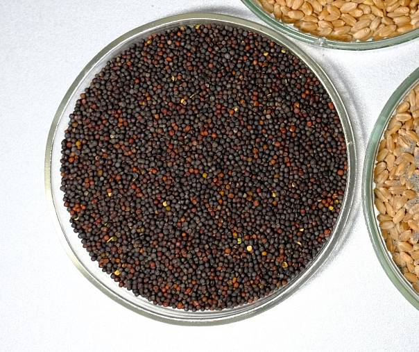 Ученые предложили использовать пищевую добавку для быстрой и бережной сушки рапса