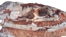 Обнаружены останки древней змеи с задними конечностями