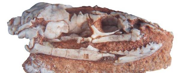 Обнаружены останки древней змеи с задними конечностями