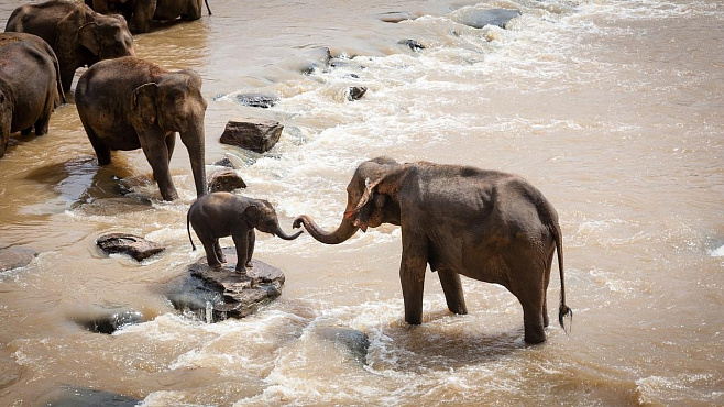 Зачем слоны общаются со своими мертвецами?