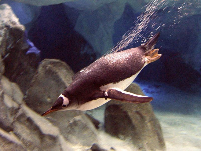 Ученые записали разговоры пингвинов под водой