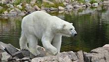 Белые медведи постепенно меняют рацион питания из-за изменений климата
