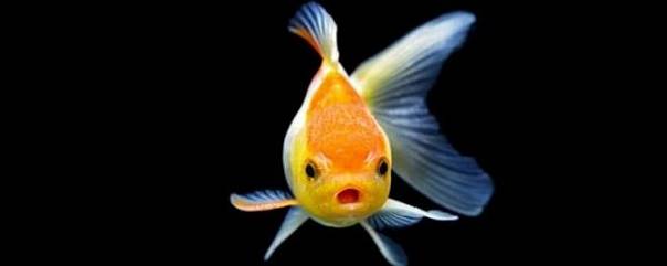 Рыбы «на антидепрессантах» теряют свою индивидуальность 