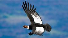 Андский кондор может пролететь до 160 км без единого взмаха крыльев 