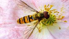 В книге о биоразнообразии Мурманской области неправильно описаны 15 видов насекомых