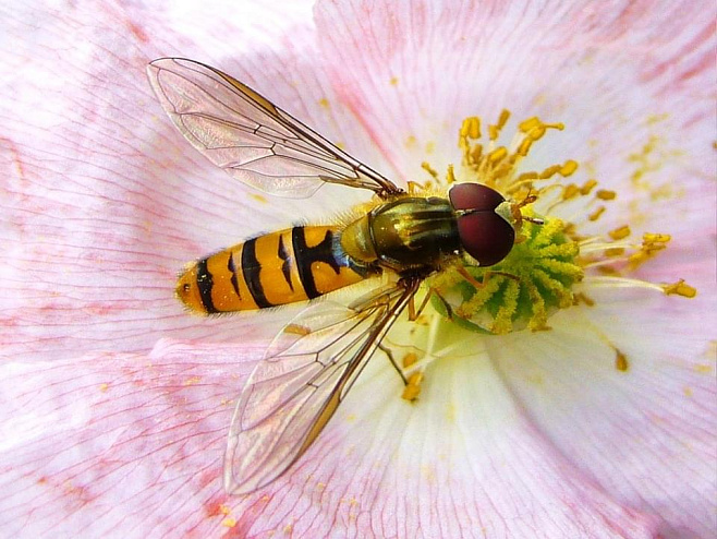 В книге о биоразнообразии Мурманской области неправильно описаны 15 видов насекомых