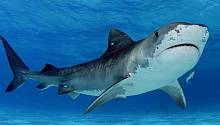 Вода с повышеной кислотностью разъедает акулью чешую