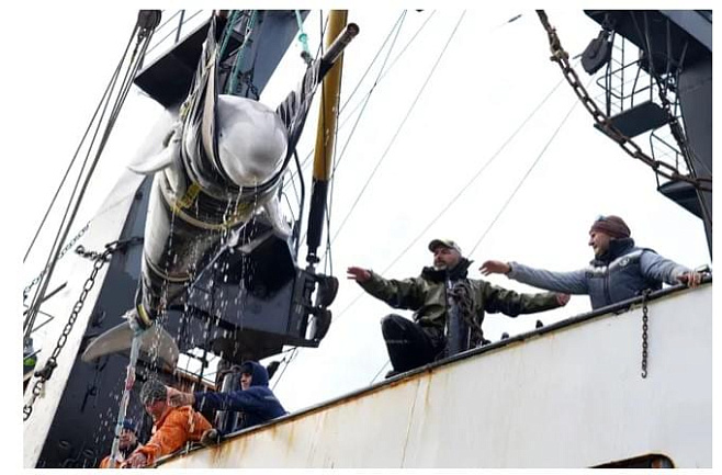Под Норильском активисты спасли около 100 китов и других млекопитающих