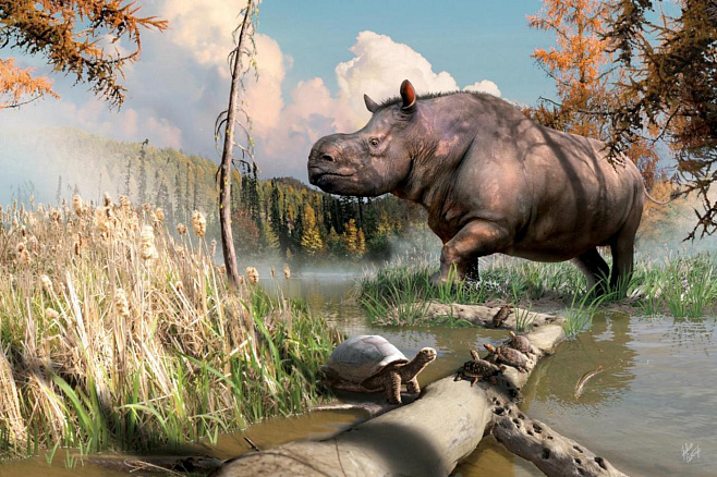 В Канаде нашли окаменелости древнего носорога