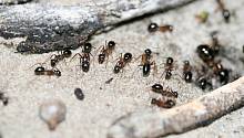 Сахарные муравьи, собирающие мочу, могут уменьшить выбросы парниковых газов