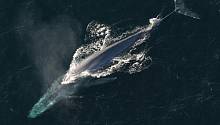 Ископаемые останки неизвестного ранее вида китов проливают свет на эволюцию движений этих млекопитающих