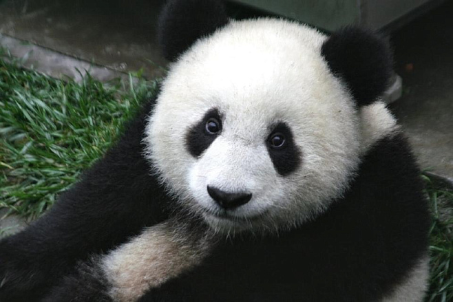 В Берлинском зоопарке местная панда Мэн Мэн родила двойню