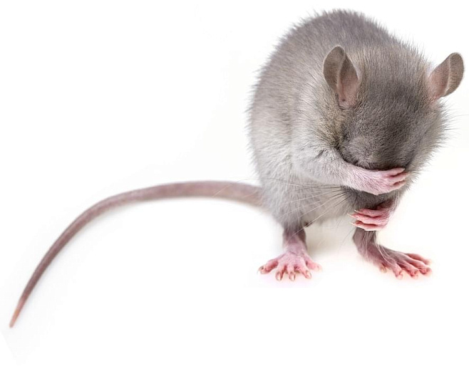 Мутация в ДНК заставляет мышей быстрее стареть