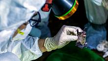 В Индии у летучих мышей обнаружили признаки вируса нипах