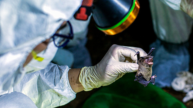 В Индии у летучих мышей обнаружили признаки вируса нипах