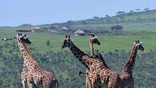 Человеческое присутствие ослабляет социальные отношения жирафов