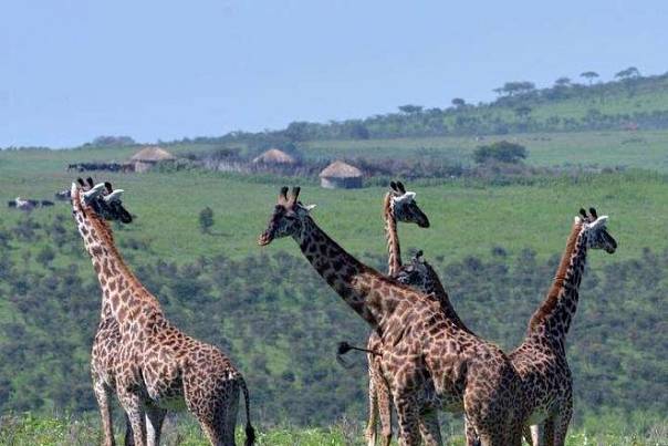 Человеческое присутствие ослабляет социальные отношения жирафов