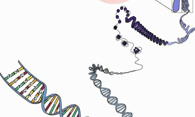 Редактирование РНК может стать новым методом борьбы мутациями, лежащими в основе опасного неврологического расстройства