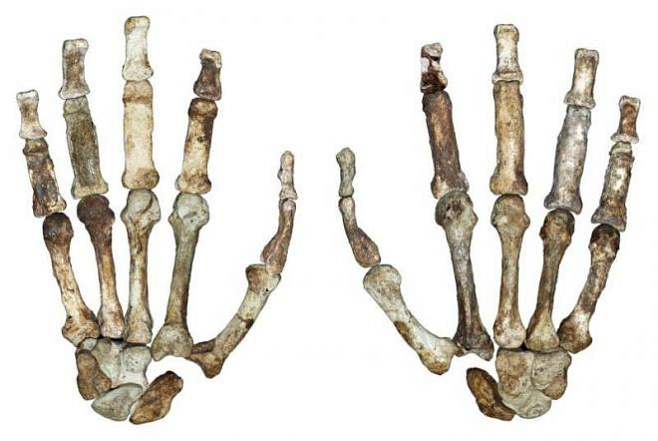 Руки древних людей были намного более развиты, чем считалось ранее