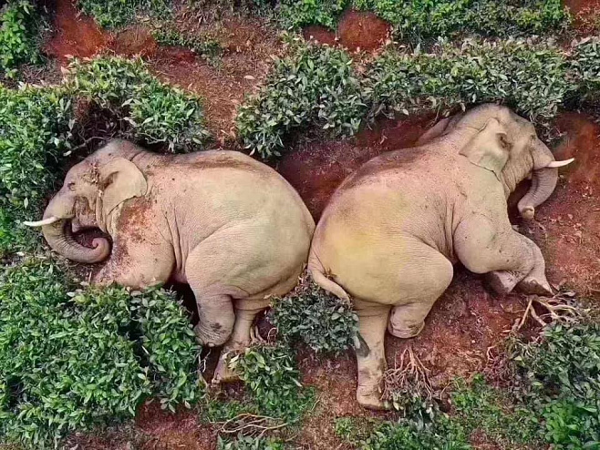 В Китае слоны напились вина и уснули