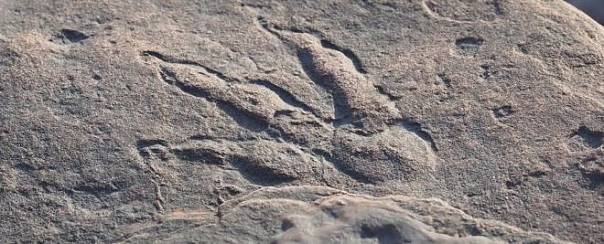 4-летняя девочка нашла отпечаток лапы динозавра возрастом в 220 миллионов лет 