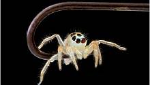 Периферийное зрение помогает паукам отличать живое от неживого